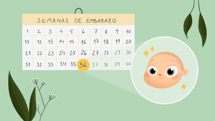 Calendario con las semanas de embarazo y un bebé previsto para la semana 36