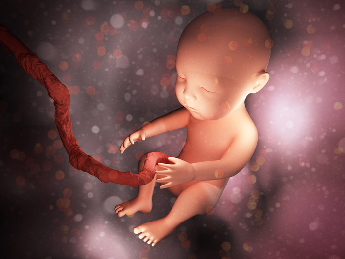 ¿Cómo se alimenta el feto en el útero?