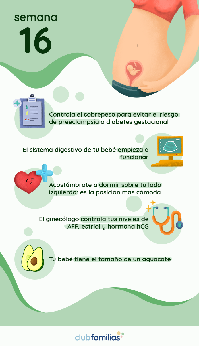 Semana 16 del embarazo Club Familias
