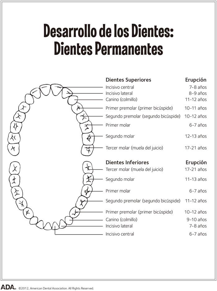 Todo Sobre La Caida De Los Dientes De Leche Club Familias