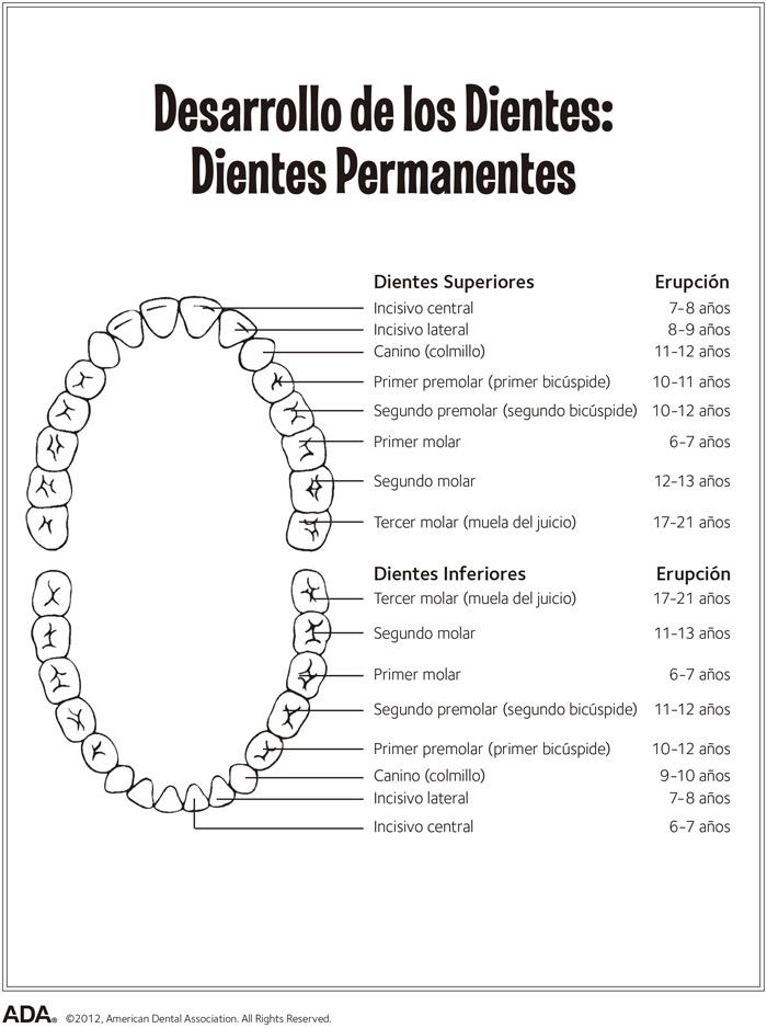 Tabla del desarrollo de los dientes permanentes