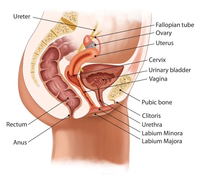 hidratacion vulva vagina