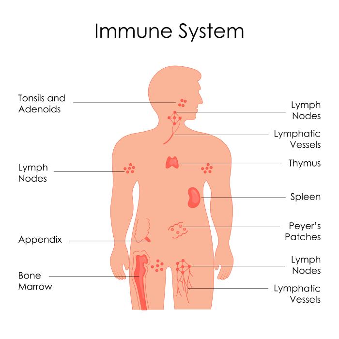  Ilustración del sistema inmunológico